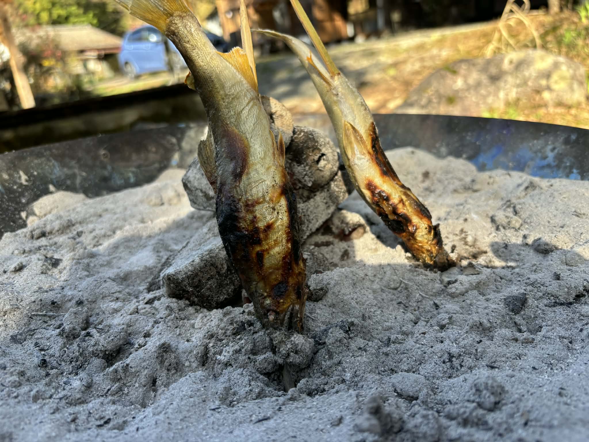 灰の中で焼く鮎の原始焼き